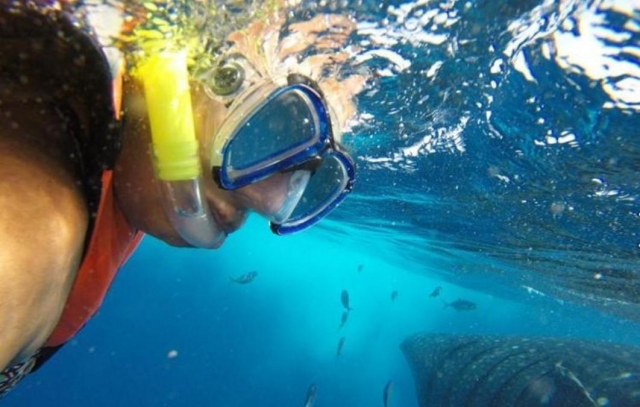 Nada con un tiburón ballena